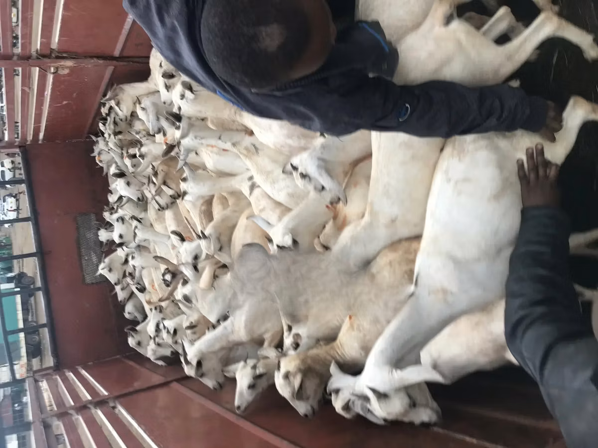 Somali goats