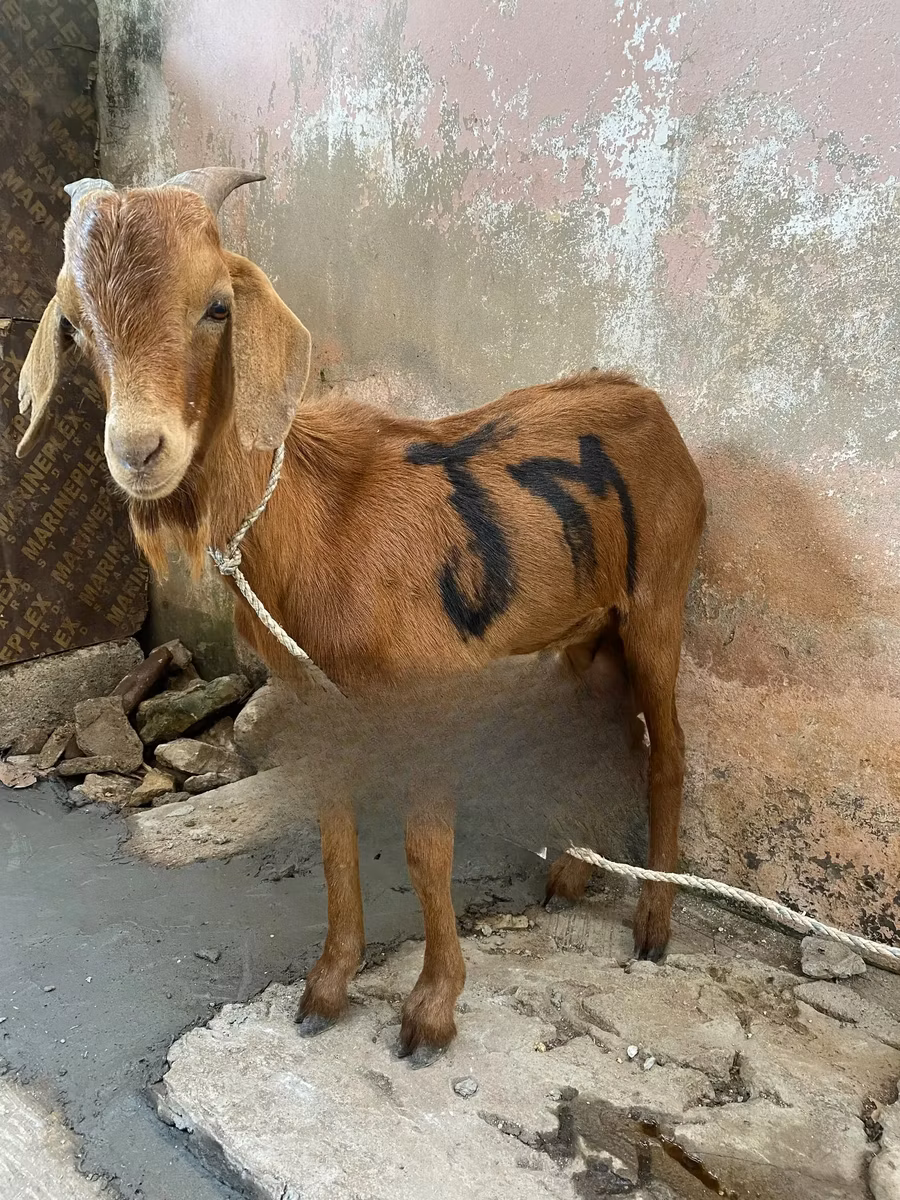 Red Sokoto goat