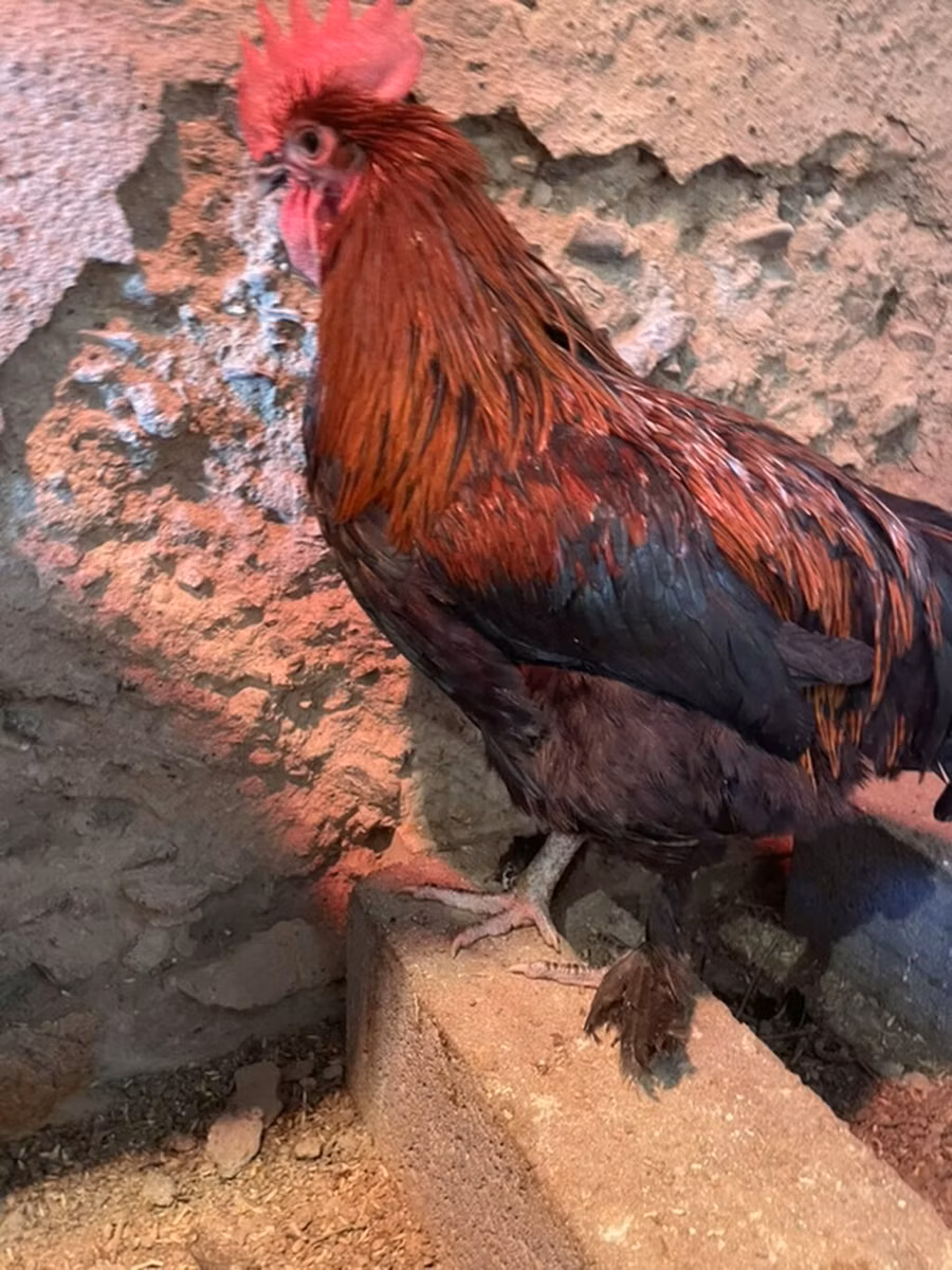 Marans