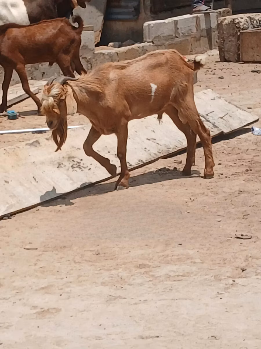 Red Sokoto goat