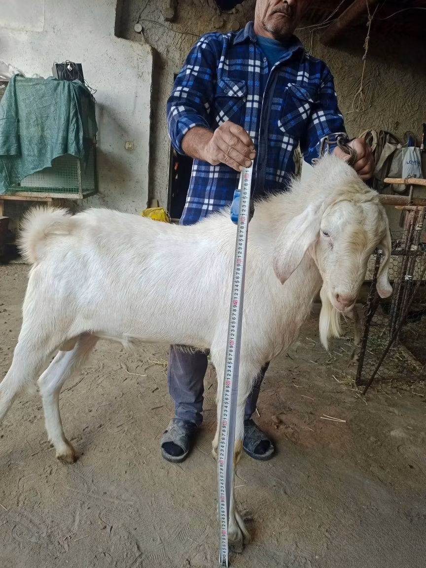 Nubian Goat