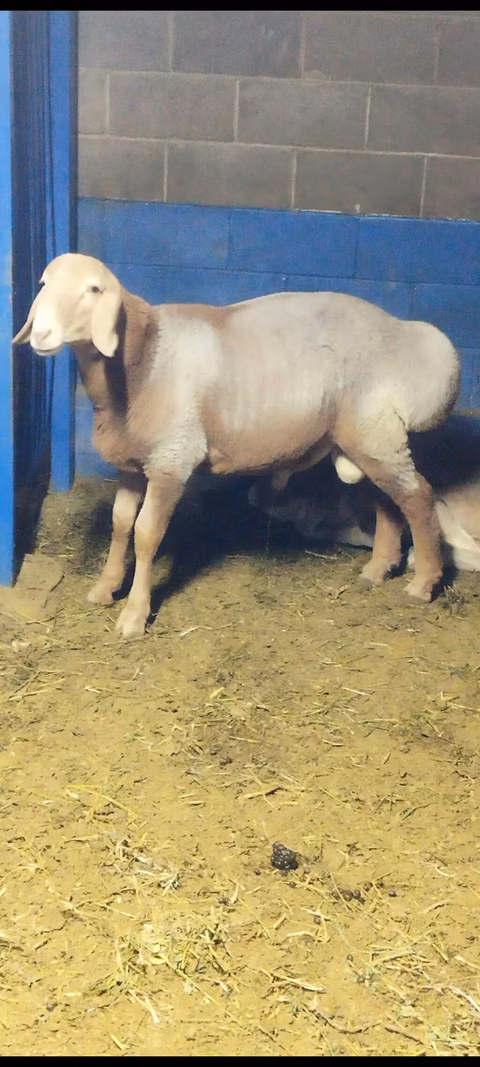 Arashan sheep