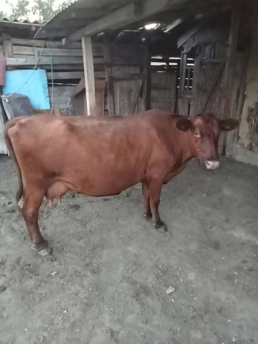 Red Polled Cow