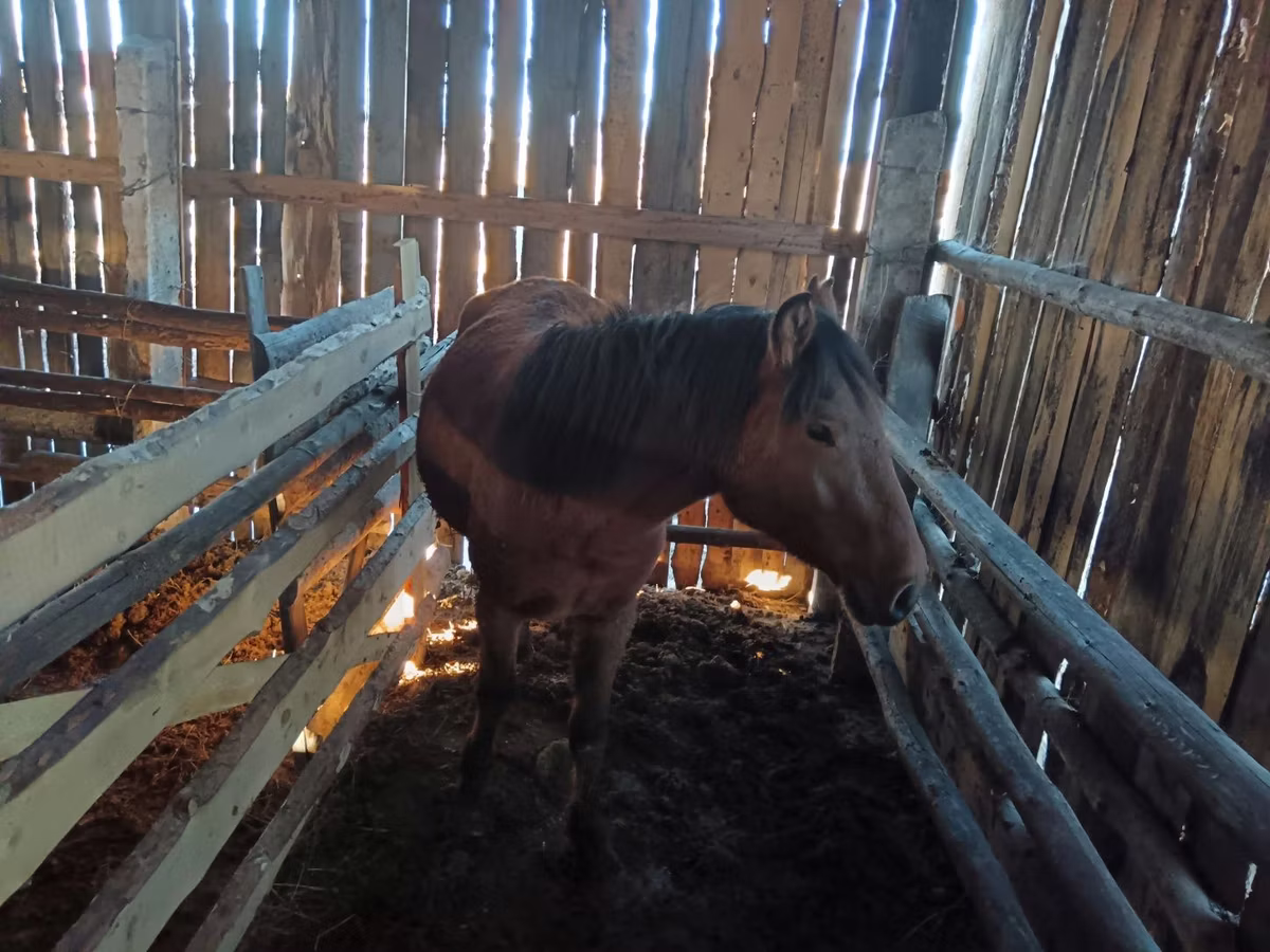 Yakutian horse