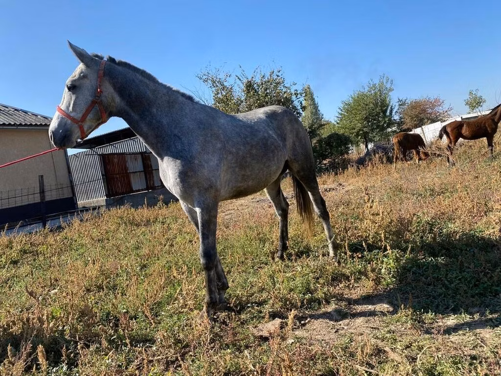 Friesian sport horse