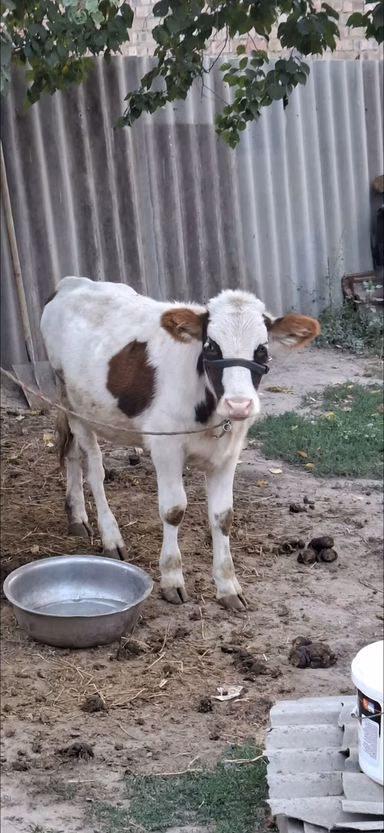 भूरा लातवियाई