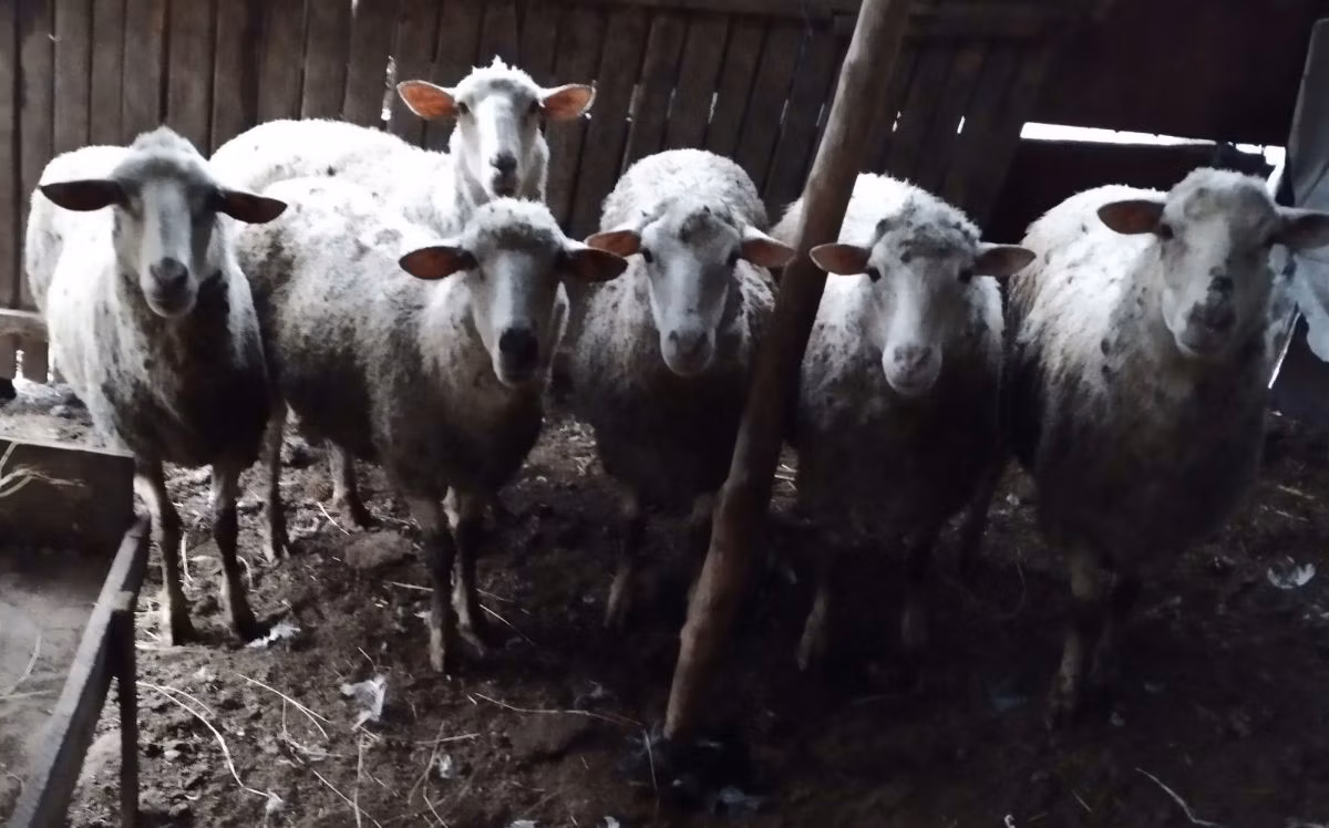 Bessarabian sheep