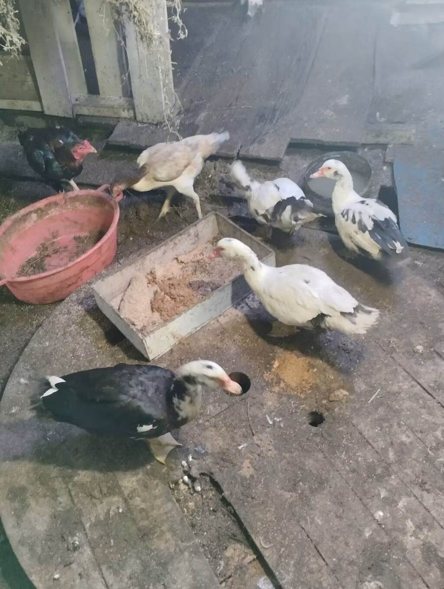 Domestic Muscovy
