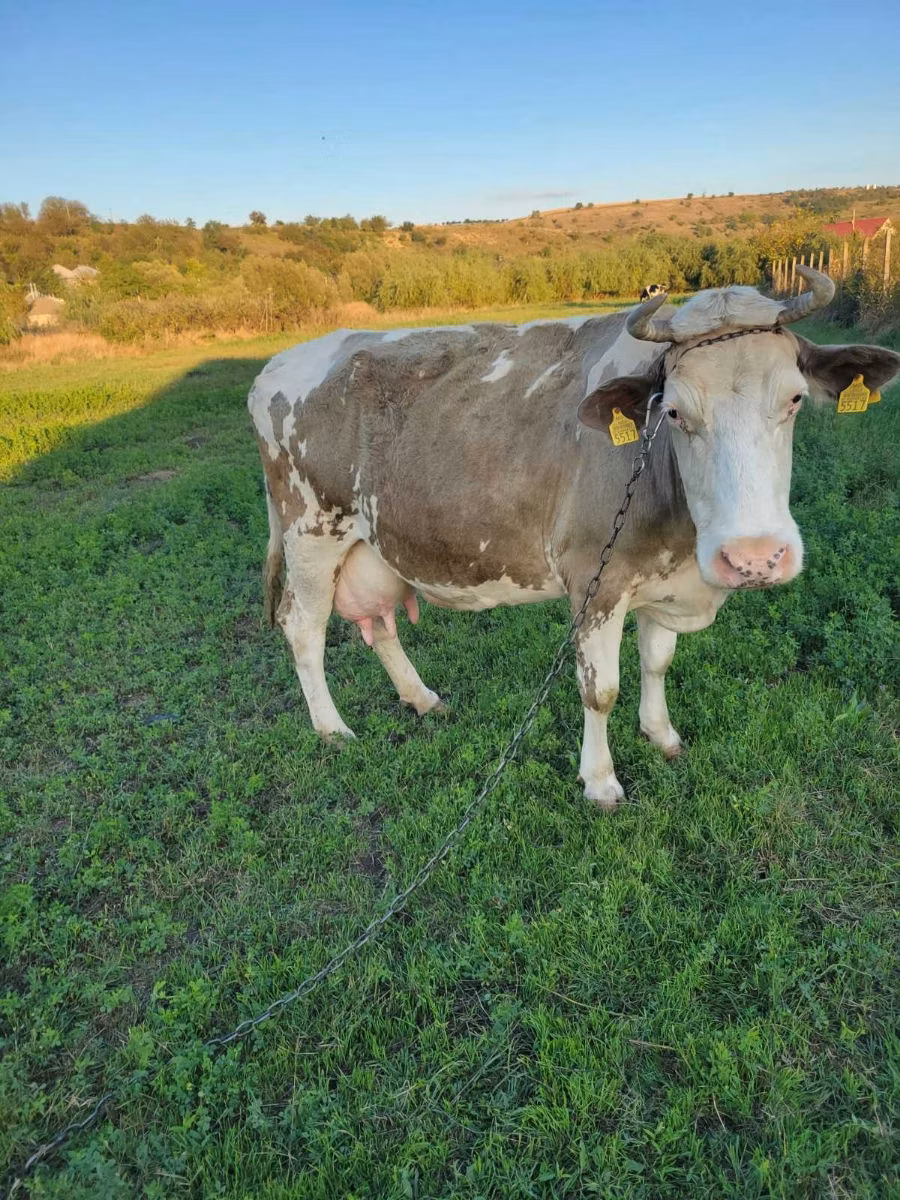 Cast cow