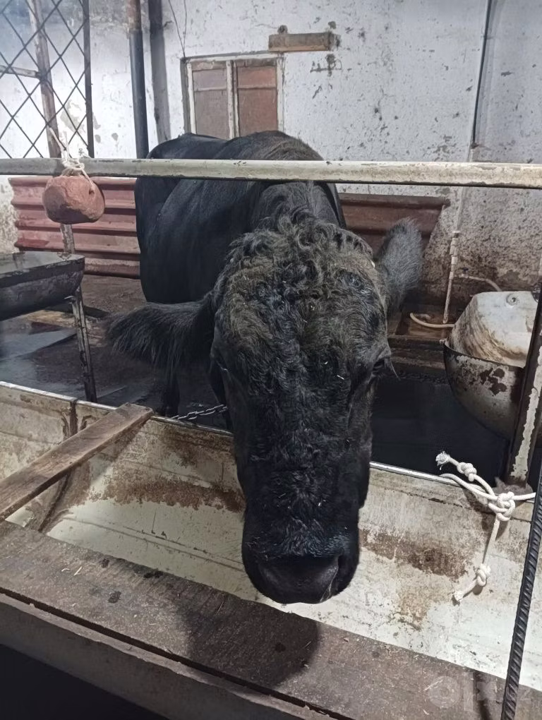 एबरडीन - एंगस