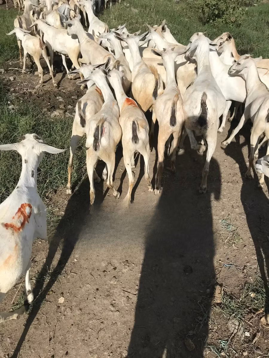 Somali goats