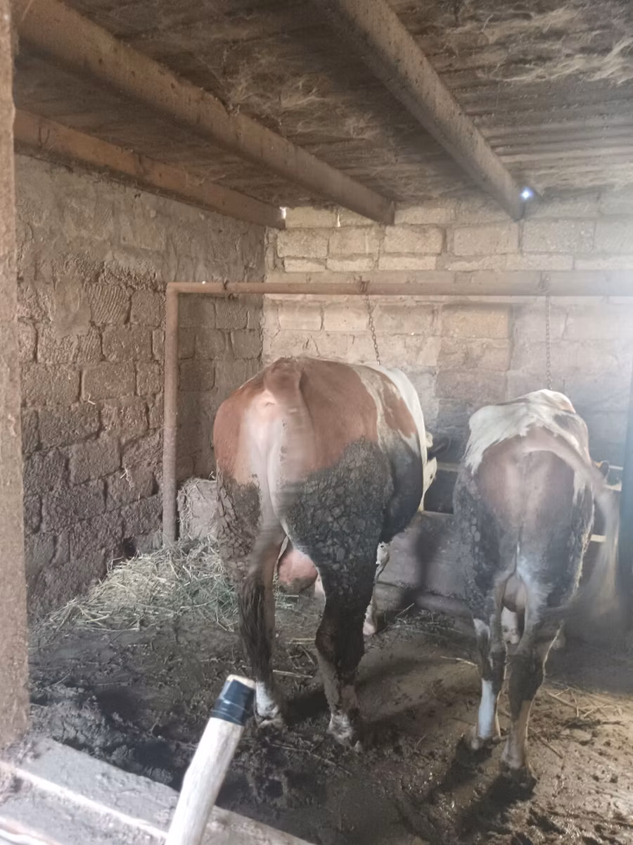 Simmental cattle