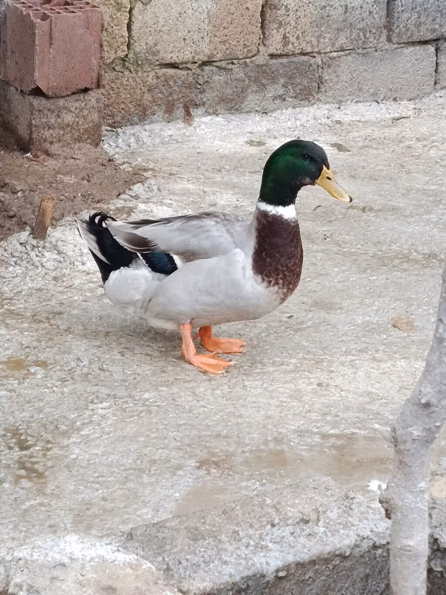 मुलार्ड