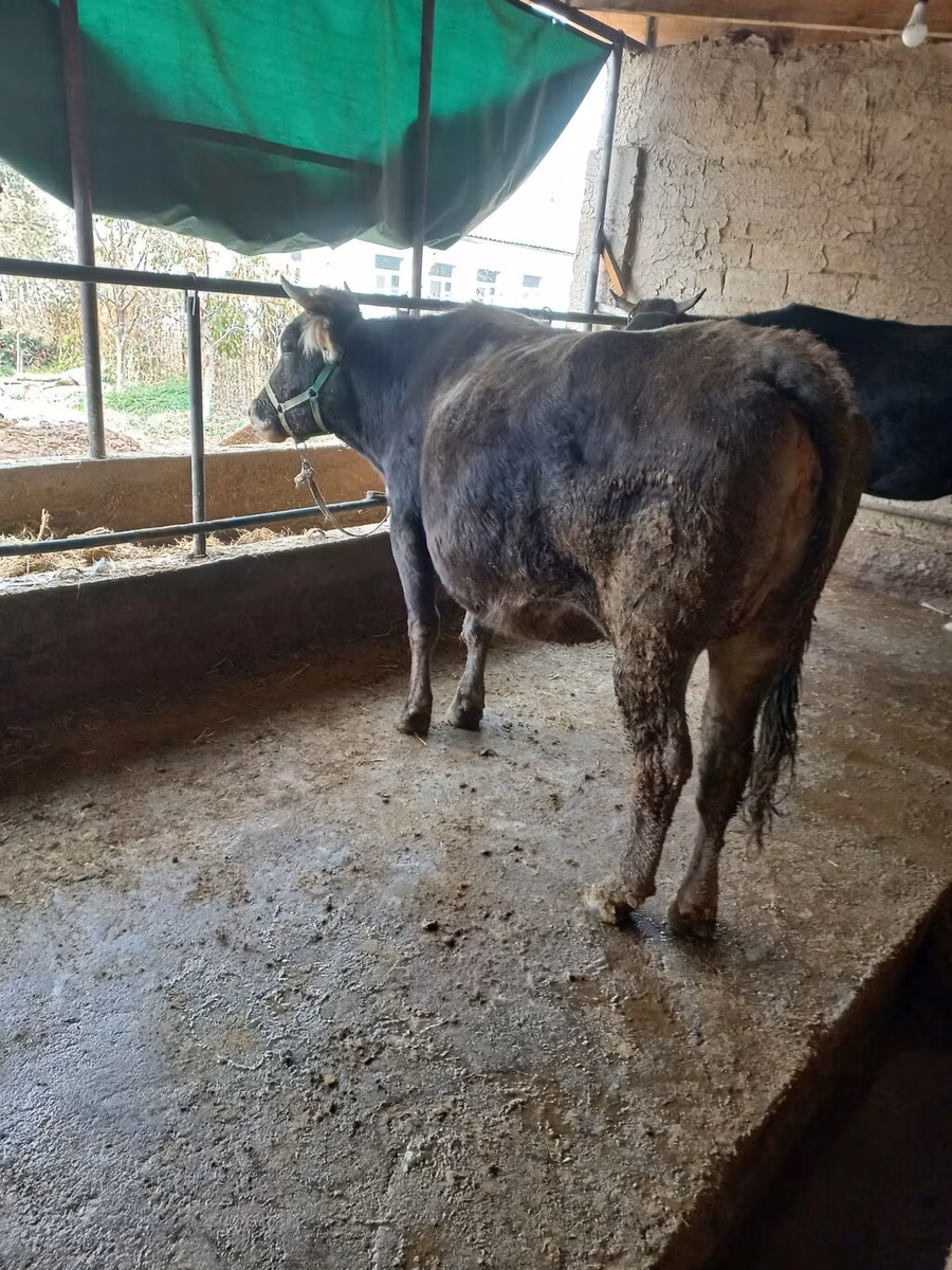 Swiss cattle