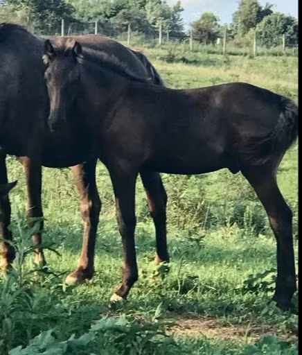 Rocky Mountain Horse
