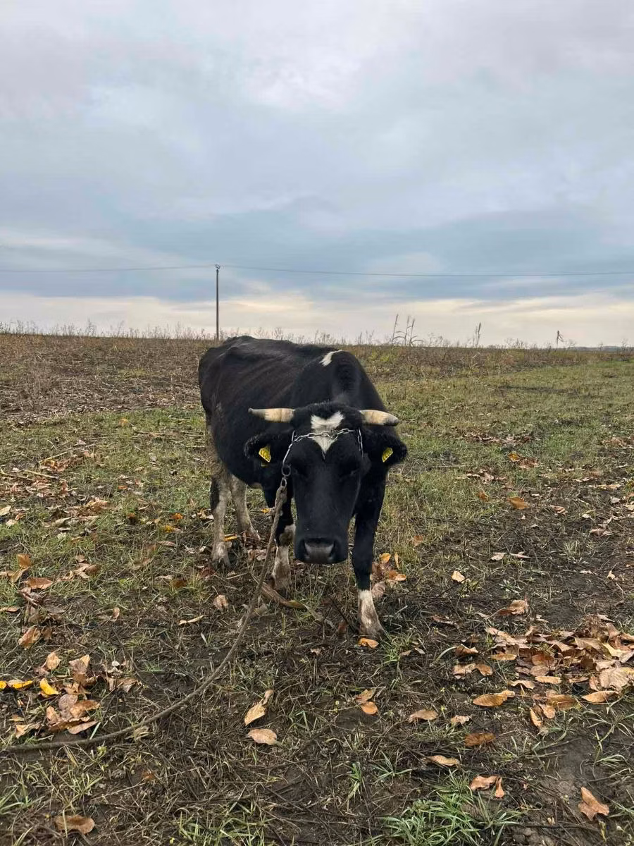 Russian Black pied cattle