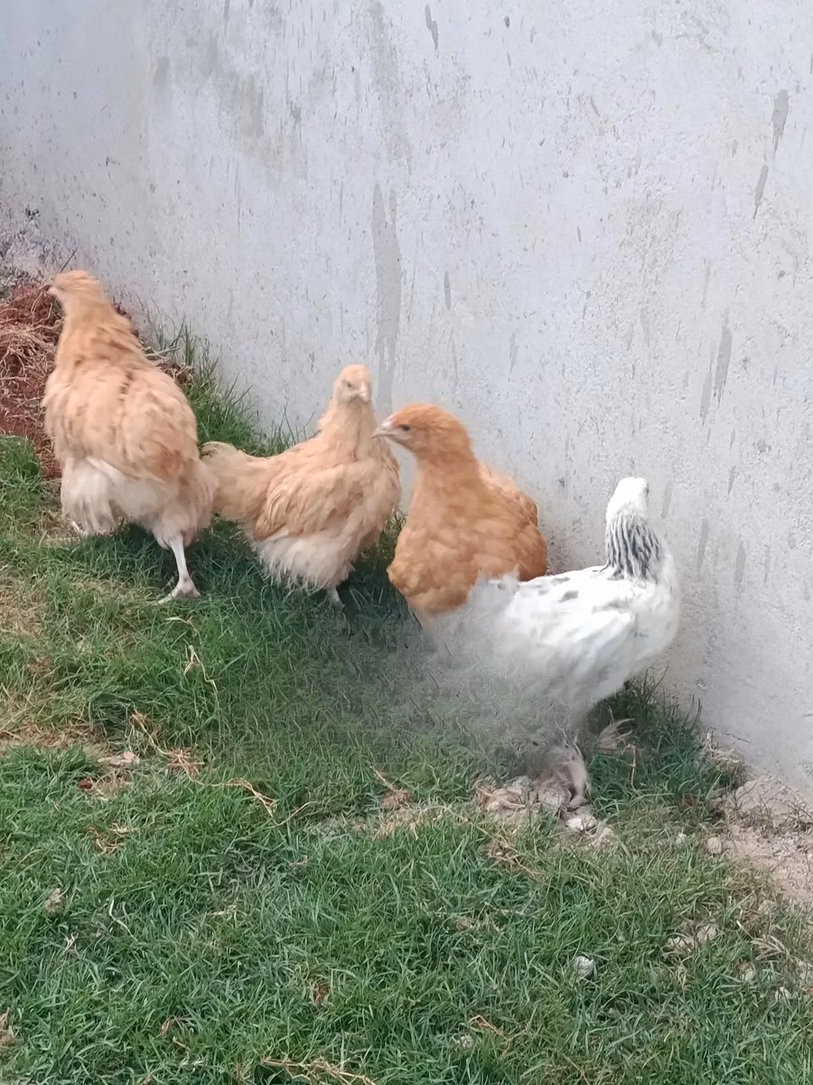ऑर्पिंग्टन