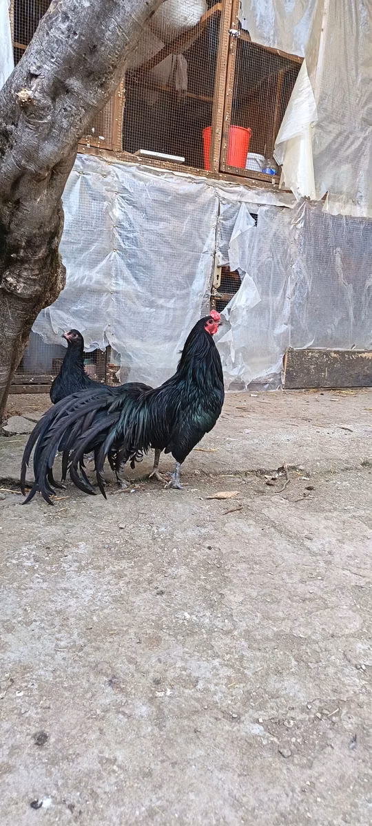 Суматра