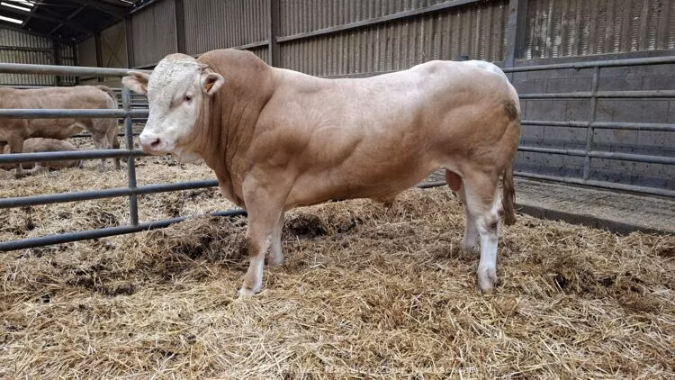 Blonde d’Aquitane cattle
