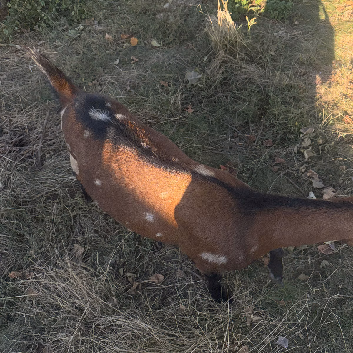 Alpine goat