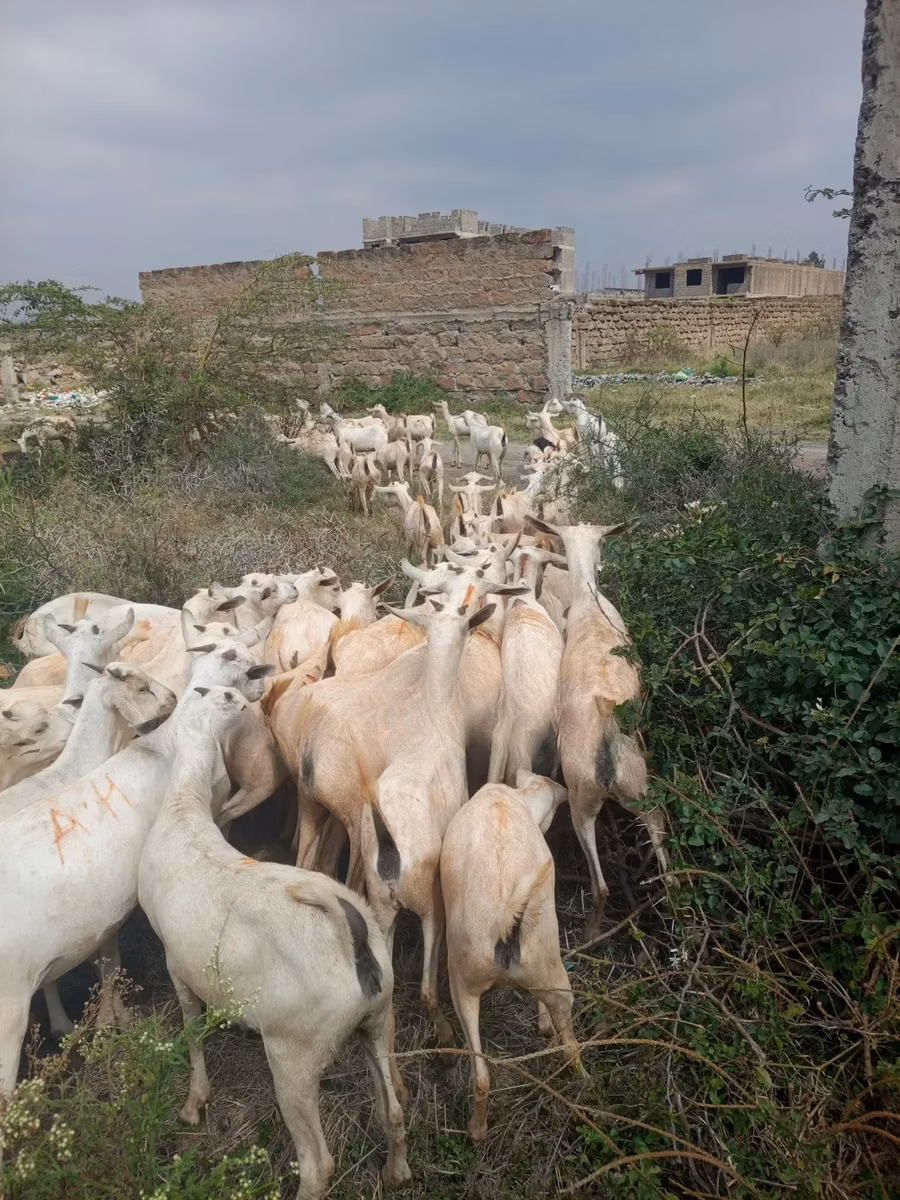 Somali goats
