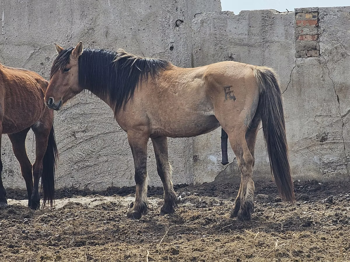 Mugalzhar horse