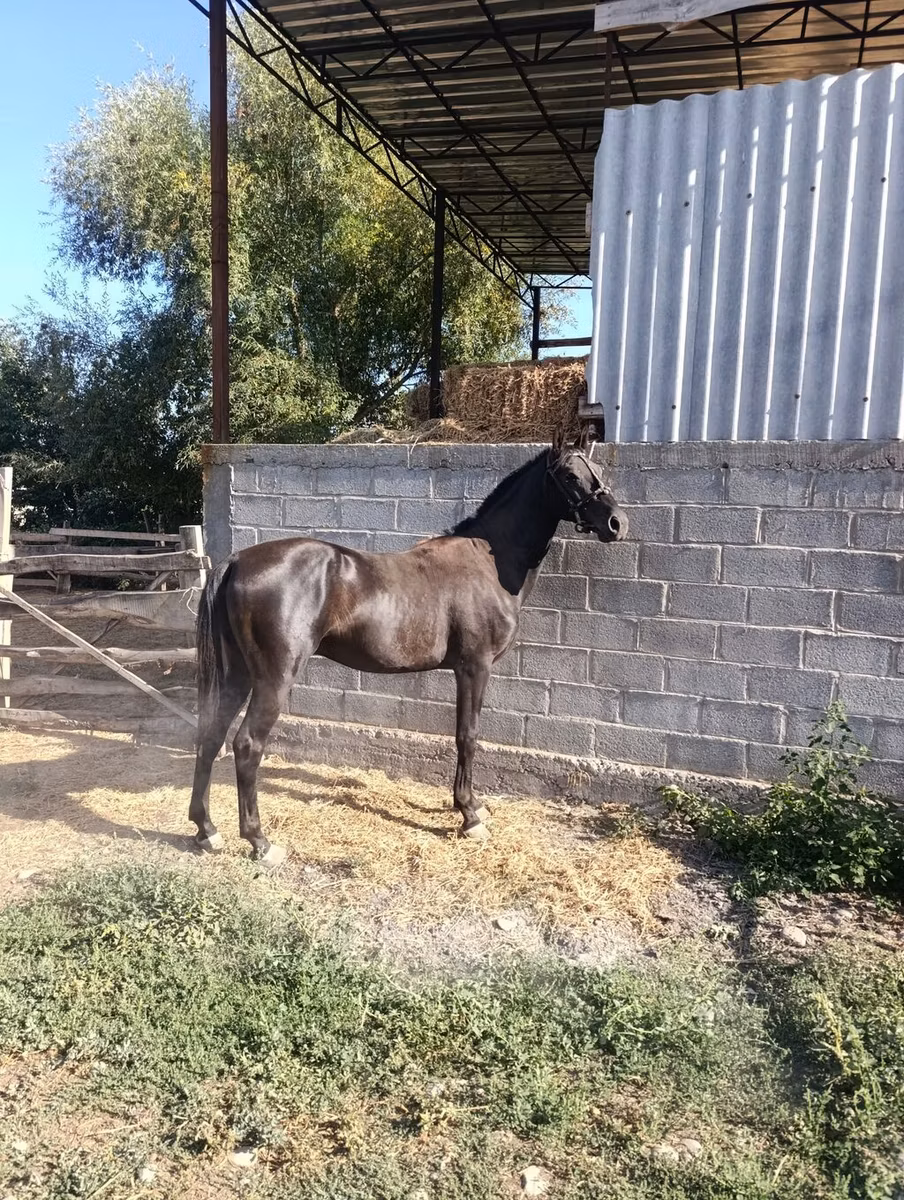 Friesian sport horse