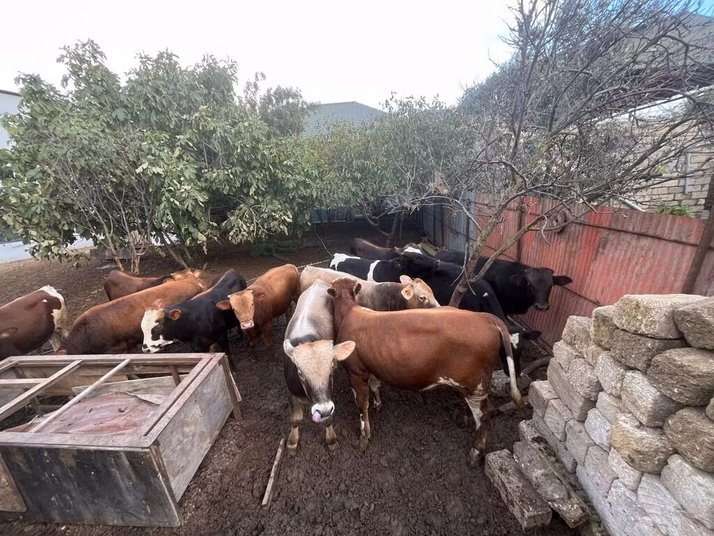 Red-spotted breed
