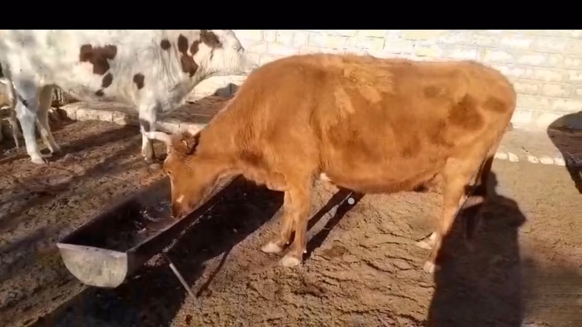Latvian Blue cattle