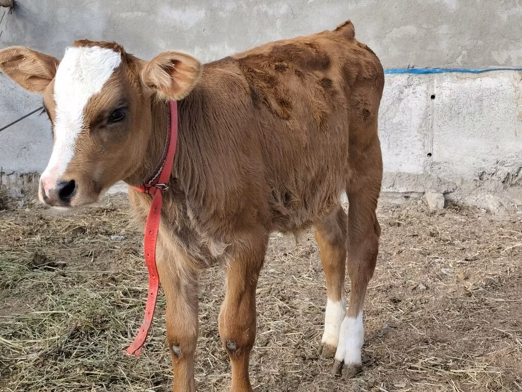 Simmental cattle