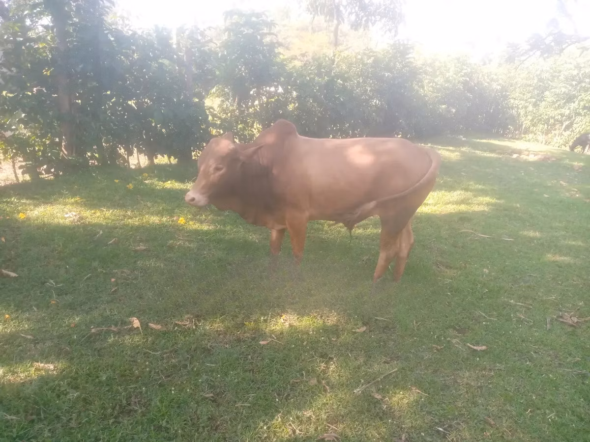 Brahman