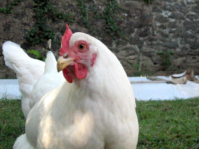 Blanca de Rhode Island