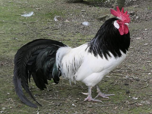 Лакенфельдер